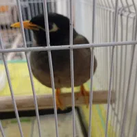 مرغ مینا سخنگو