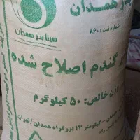 بذر گندم از نوع باران و مادری (دست اول)|عمده‌فروشی|همدان, |دیوار