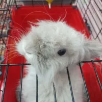 لوپ مینیاتوری زرنگ|موش و خرگوش|تهران, شهرک غرب|دیوار