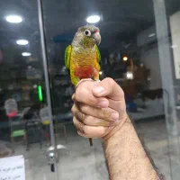 گرینچیک فوق رام و سخنگو و گرینچیک سرلاکی|پرنده|خورموج, |دیوار