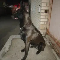 باسلام نیازمند سگ نگهبان