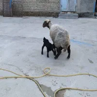 گوسفند - بره|حیوانات مزرعه|گمیشان, |دیوار