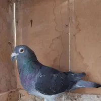 کبوتر گمشده