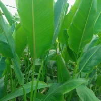 گل زیبای نخل مسافر