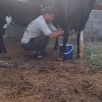 گاوزاییده فروشی