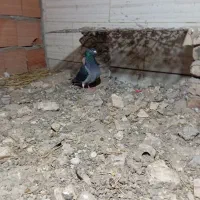 کبوتر|پرنده|گنبد کاووس, |دیوار