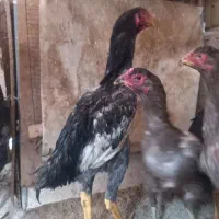 مرغ خروس لاری تیغ مش‌کی وتیغ طوسی