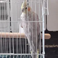 عروس هلندی باقفس|پرنده|تهران, مینای جنوبی|دیوار