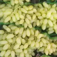 قبل از خرید کود، اول مشکل درختت رو پیدا کن