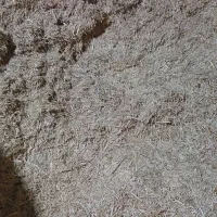 کاه برنج|عمده‌فروشی|بیرانوند, |دیوار