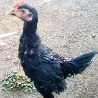 خروس لاری جوجه