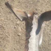 یک عدد خر ماده با کره