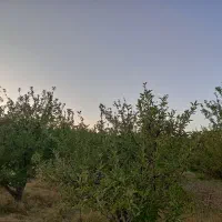 باغ واقع در روستای سرگیزه|فروش خانه و ویلا|مراغه, |دیوار