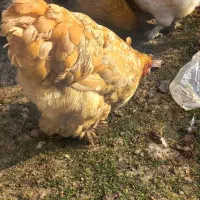 چند عدد مرغ وخروس|حیوانات مزرعه|لاهیجان, بازکیاگوراب|دیوار