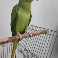 جوجه نر شاه تخم ۹ماهه شاه طوطی دستی