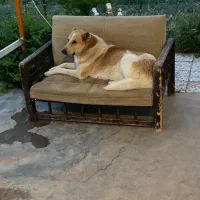 سگ گم شده|سگ|ابهر, |دیوار