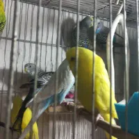 مرغ عشق دونه ای ۲۳۰ تومان