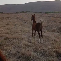 اسب کره مادیان وکره نریان|اسب و تجهیزات اسبسواری|قم, الغدیر|دیوار