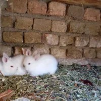 بچه خرگوش نژاد دار|موش و خرگوش|ملایر, |دیوار