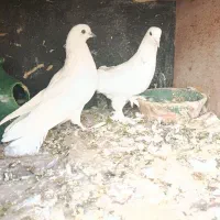 چهار جفت کفتر پرشی تزیینی رواعب جوجه حندقی|پرنده|قم, شهرک مهدیه (مدرس)|دیوار