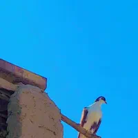 کفتر و کبوتر با دوتا جوجه معاوضه ای|پرنده|کرباسک, |دیوار