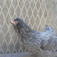 مرغ گلین طوسی|حیوانات مزرعه|اهواز, امانیه|دیوار