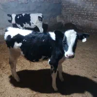 گوساله نر هلشتاین|حیوانات مزرعه|بوئین زهرا, |دیوار