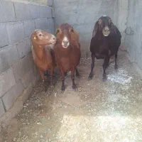 میش آبستن