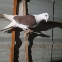 زرددنش .گراف .سار..زاغ کرمانی|پرنده|مشهد, جوادیه|دیوار