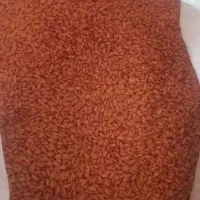 بذر گندم دیم هشترود