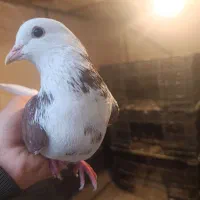 کبوتر نر گلی دستی