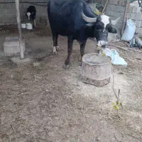 شوشتر شعیبیه|حیوانات مزرعه|شوشتر, |دیوار