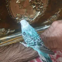 جوجه مرغ عشق|پرنده|تهران, زمزم|دیوار