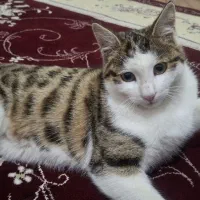 گربه|گربه|مشگین شهر, |دیوار