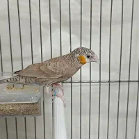 فنچ گلوبریده حنایی روبان نارنجی|پرنده|شیراز, رازی|دیوار