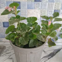 گل طبیعی|گل و گیاه طبیعی|الوند, |دیوار
