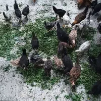 جوجه محلی ۸۰ عدد خوب تمیز