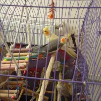 یک  جفت عروس هلندی نر و یک جفت عروس ماده وجوجه