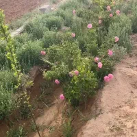 باغ-میوه-و-زمین-مسکونی-احمدابادچهل-گزی