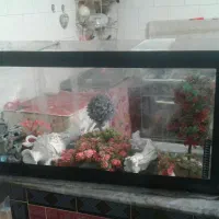 فروش اکواریوم به دلیل نداشتن جا|ماهی|تبریز, |دیوار