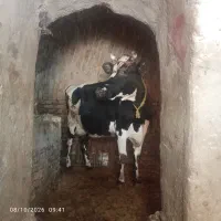 یک عدد گاو قصر ،شیرده ،معاوضه با گاو
