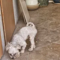 مالتیپو نر|سگ|اصفهان, سپاهان‌شهر|دیوار