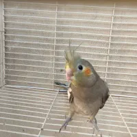 جوجه عروس هلندی