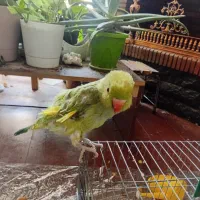 طوطی ماده|پرنده|اصفهان, شهرک کاوه|دیوار