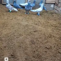 پرنده|پرنده|نیشابور, بلوار گلها|دیوار