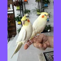 عروس هلندی دست آموز و آرام