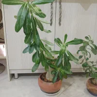 بنسای آدنیوم تنه قوی ، غنچه دار. سانسوریا سامورایی