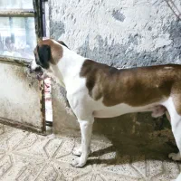 مهربون و تک شناس|سگ|مشهد, نوده|دیوار