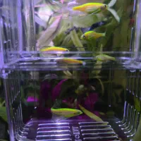 ماهی زبرا سوپر باله|ماهی|زنجان, |دیوار