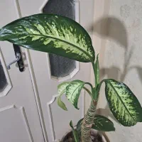 دیفن باخیا|گل و گیاه طبیعی|بیجار, |دیوار